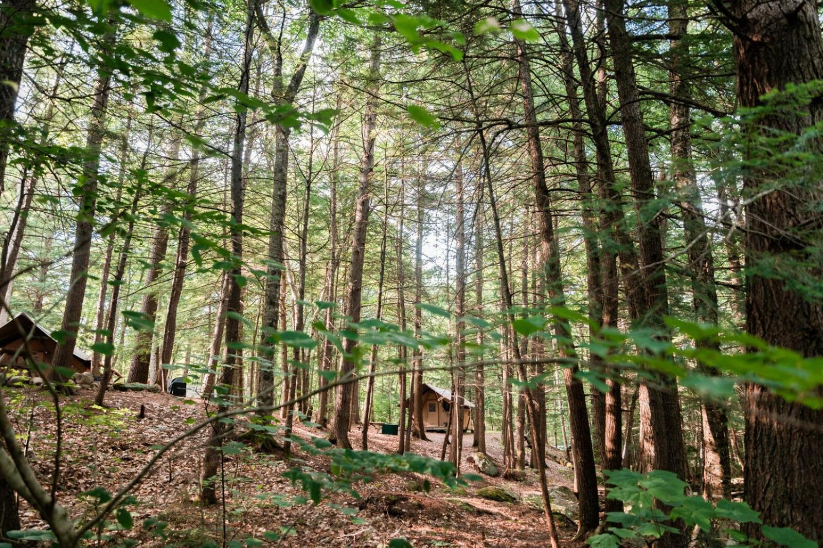 Huttopia White Mountains ألباني المظهر الخارجي الصورة